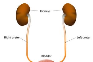 The human urinary system includes the kidneys, ureters, urinary bladder, and urethra.
