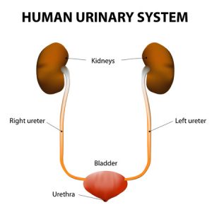 The human urinary system includes the kidneys, ureters, urinary bladder, and urethra.