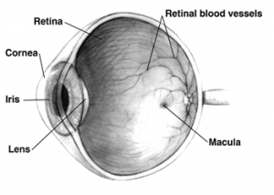 Human eye cross sectional view grayscale